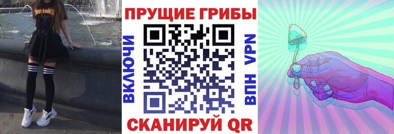 Галлюциногенные грибы Psilocybe  Киселёвск 